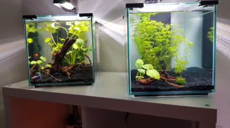 aquarium Mon second bac - février 2019