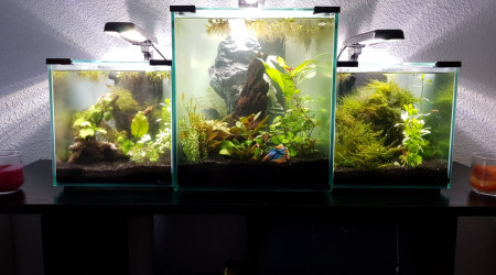 aquarium Mon troisième bac - avril 2019