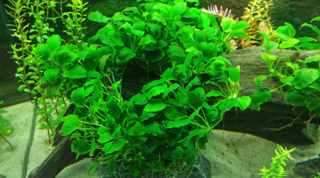 Anubias mères