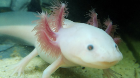 Galaxy après son repas.