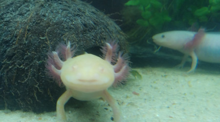 Yoshi après son repas.
