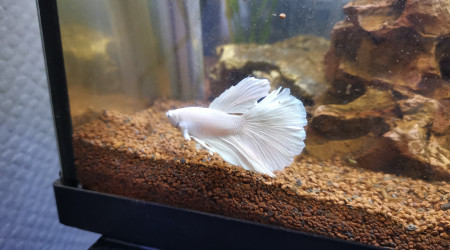 Half-moon pure white