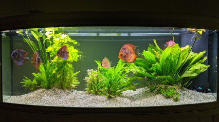 Action nettoyage  après une poussée d'algues