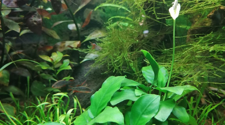 Floraison de mon Anubias Nana