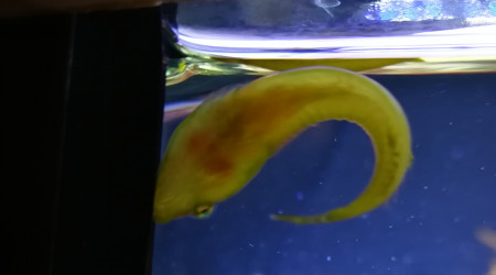 Poisson porte écuelle