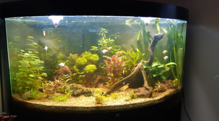 aquarium Bac 2   Juwel Trigon 350