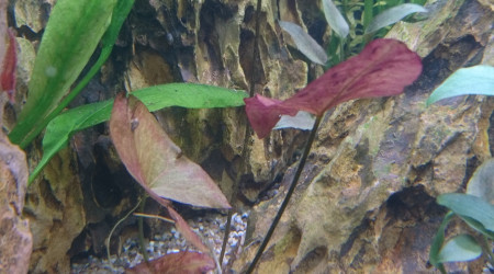 Suivi Nymphaea Lotus Zenkiri #4