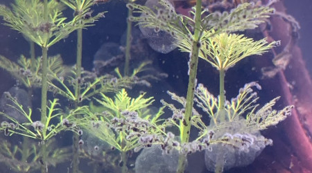 Des champignons ou de l'algue pinceau ?