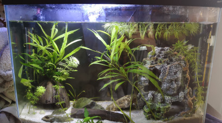 aquarium 18L