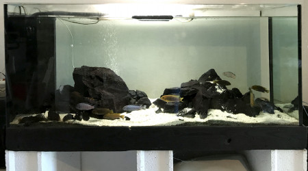 aquarium Malawi