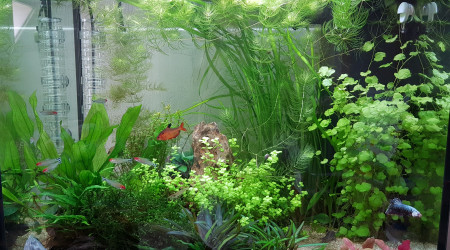 Nouvelle plante rouge-rose pour contraster avec le vert