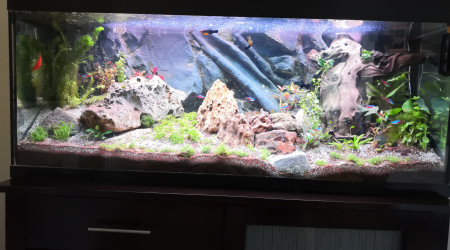 aquarium Après essai de transformation en aquascape