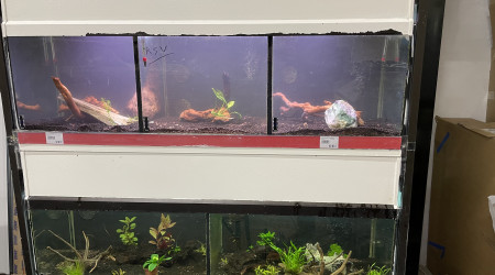 aquarium Platy