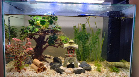 aquarium Mon aquarium