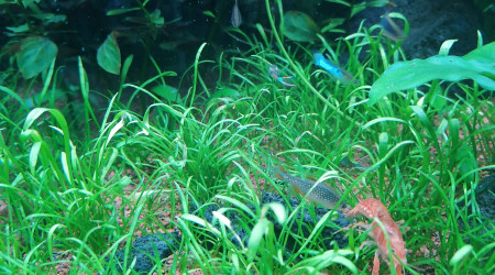 Ajout de ma cambarellus