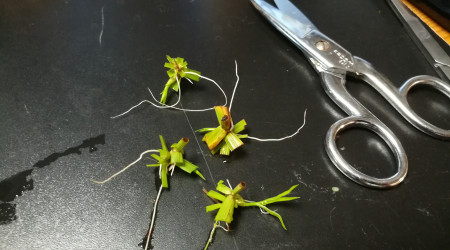 Préparation de plantations