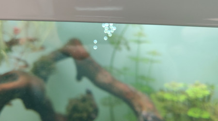 Petit cadeau laissé par nos Corydoras