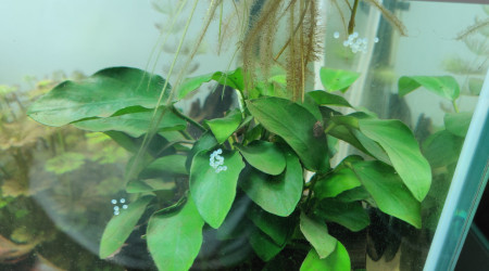 Petit cadeau laissé par nos Corydoras