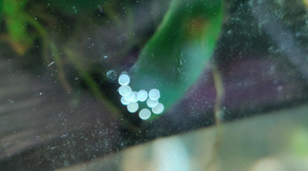 Petit cadeau laissé par nos Corydoras