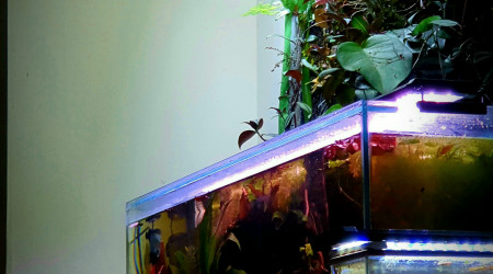 aquarium 240L Amazonien