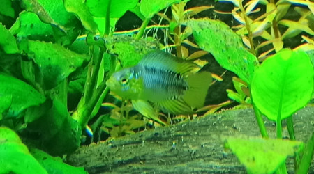 Apistogramma Borelli