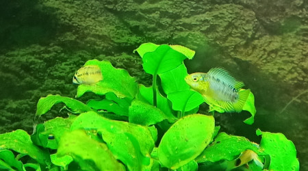 Apistogramma Borelli