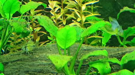 Apistogramma Borelli