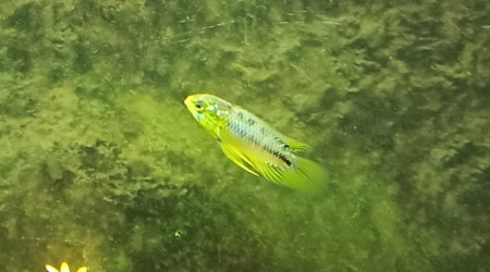 Apistogramma Borelli