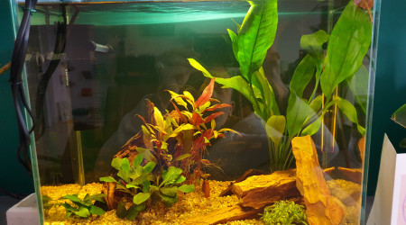 aquarium Nano 30l