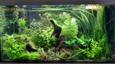 Aquarium de salon : pour le plaisir