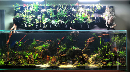 aquarium Communautaire 850 litres