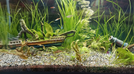 aquarium 80l