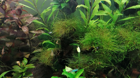 Deuxième fleurs sur l'autre anubias