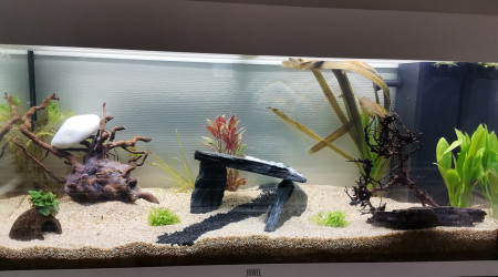 aquarium Communautaire 200l