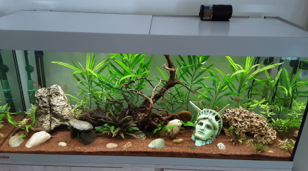 aquarium Biotope amazonien