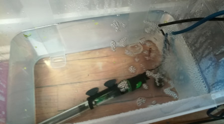 Sortie d'hôpital de Clandestino