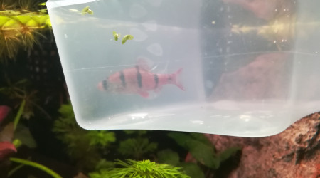 Sortie d'hôpital de Clandestino