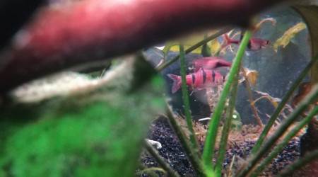 Sortie d'hôpital de Clandestino