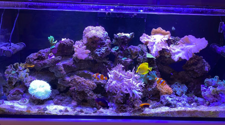 aquarium obami