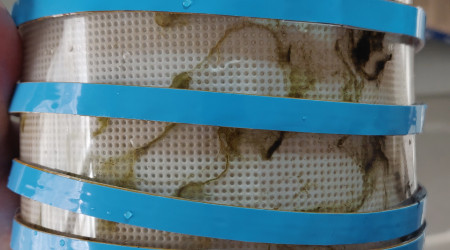 Progression de la pousse d'algues dans le cultivateur Après 10 jours