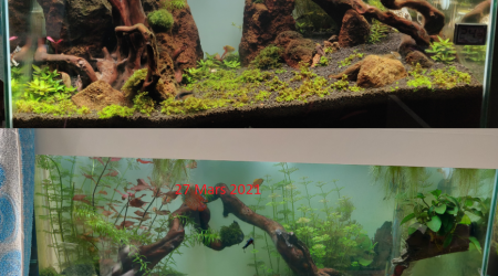 Avant Après 17 Mars/27 Mars