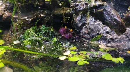 Update du paludarium