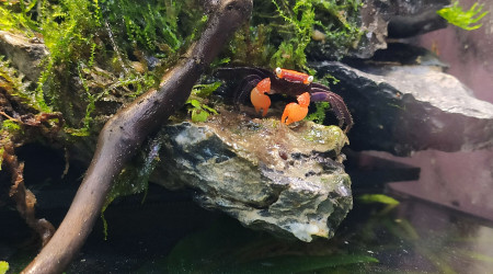 Update du paludarium