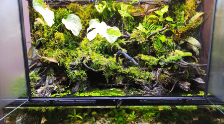 Update du paludarium