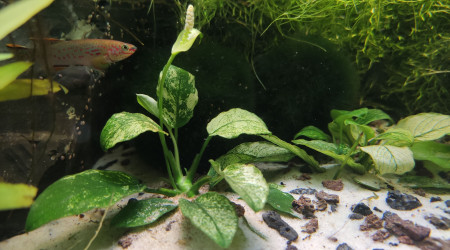 Update du paludarium