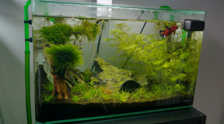 Petite photo de Vivid et de son bac