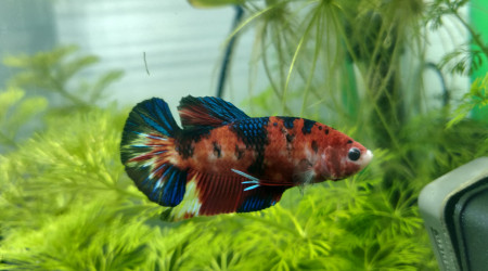 Petite photo de Vivid et de son bac