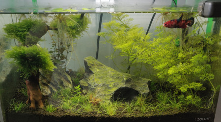 Petite photo de Vivid et de son bac