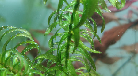 Nouveau système de CO2 artisanal