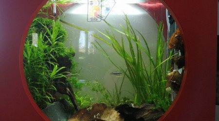 aquarium Mon 20l